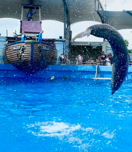 Leaping Dolphin