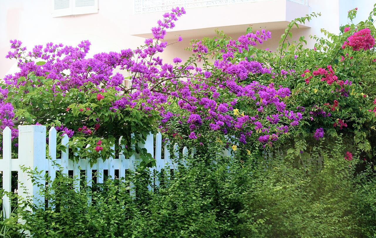Purple Flowers